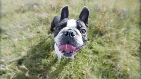 Black-and-white-french-bulldog-fish-eye-view.-Smiling-happy-dog